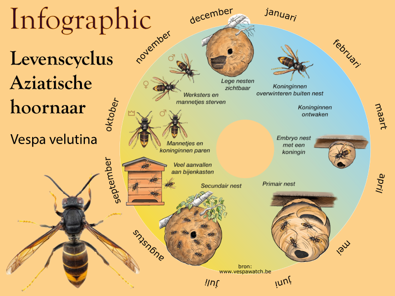 Infographic met de levenscyclus van de Aziatische hoornaar per maand